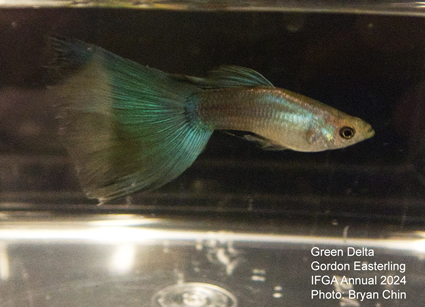 guppy green